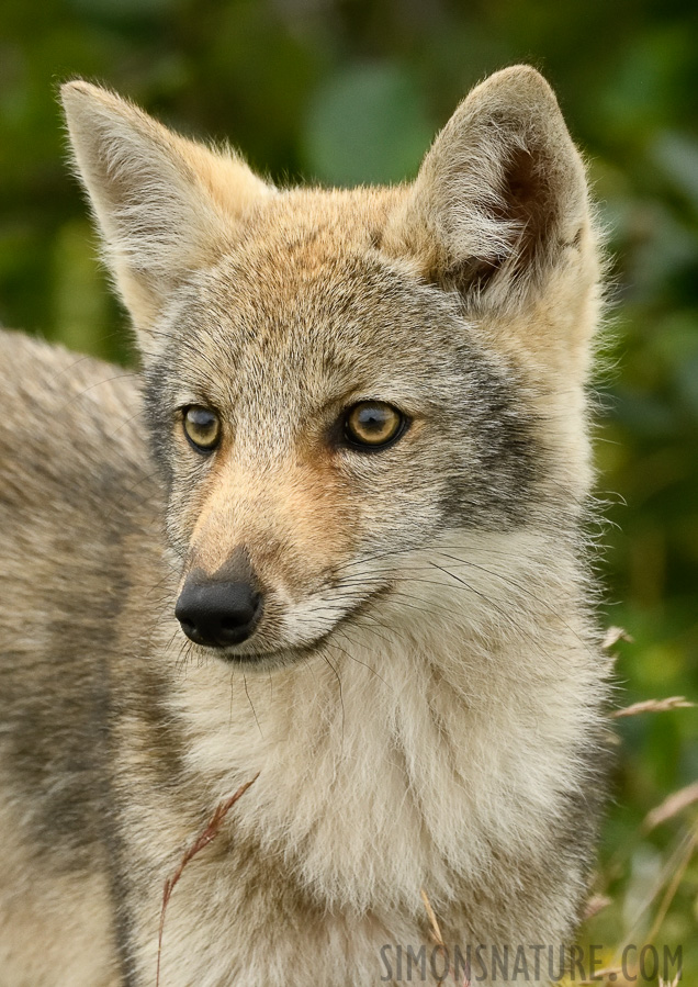 Canis latrans var. [380 mm, 1/800 Sek. bei f / 8.0, ISO 2000]